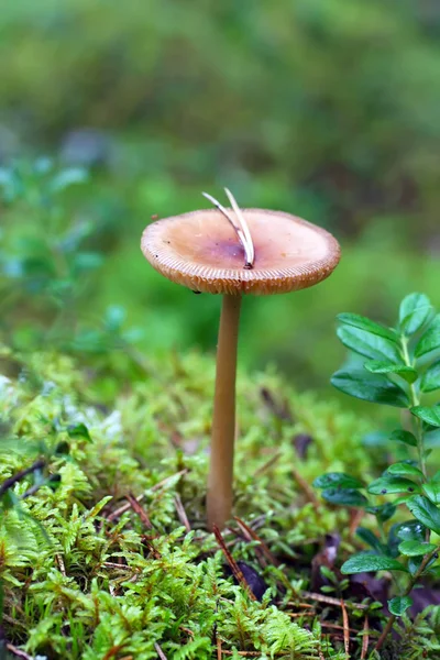 Cogumelo um toadstool — Fotografia de Stock