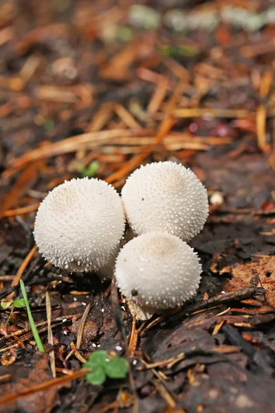 Cogumelo um puffball — Fotografia de Stock