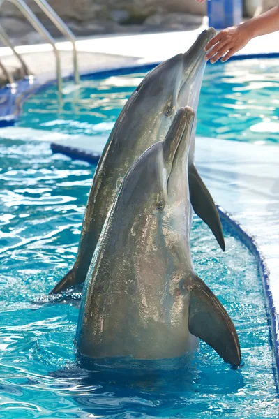 Delphin im Wasser — Stockfoto