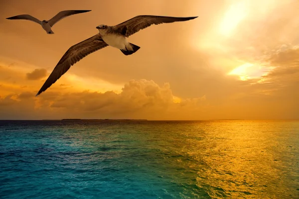 Havet, solnedgången och flygande måsar — Stockfoto
