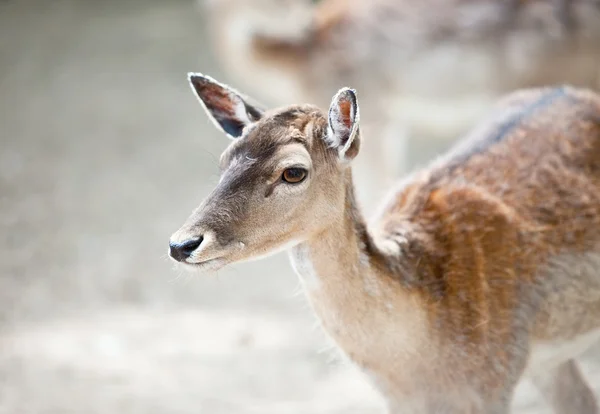 Reindeer fawn — Stock Photo, Image