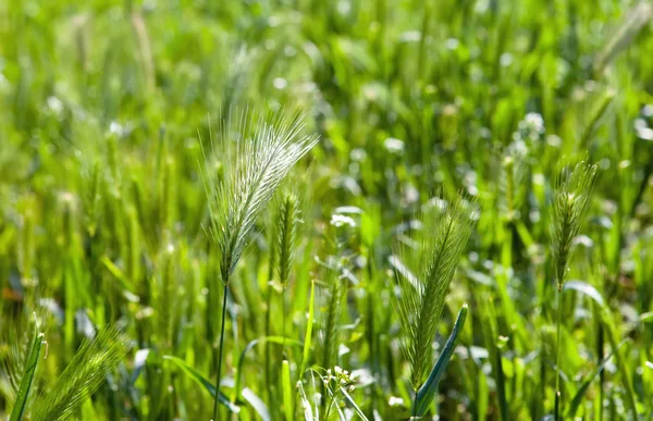 Spike closeup on background of green grass — Stock Photo, Image
