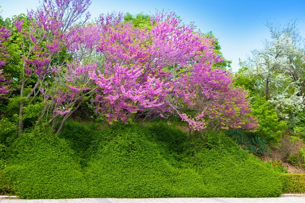 Een bloeiende boom op de straat — Stockfoto