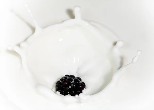 A blackberry, a tej — Stock Fotó