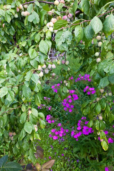 Plum unripe hijau pada cabang — Stok Foto