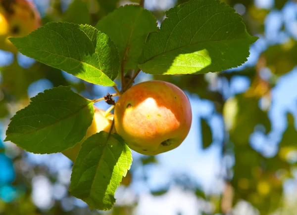 苹果树枝上的苹果 — 图库照片