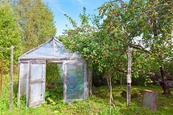 Сезон урожая - яблоки в саду и помидоры в раскладушке — стоковое фото