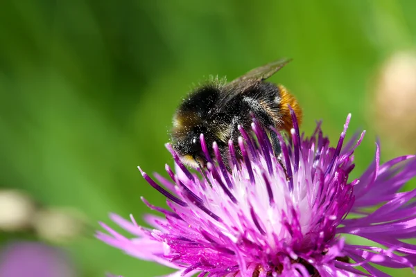 Bumblebee on a crimson flower — Stock Photo, Image