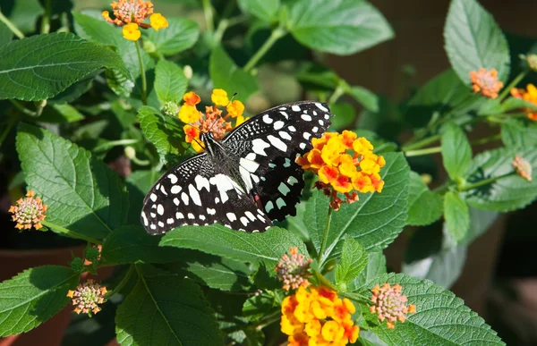 Der Schmetterling auf einer Blume — Stockfoto