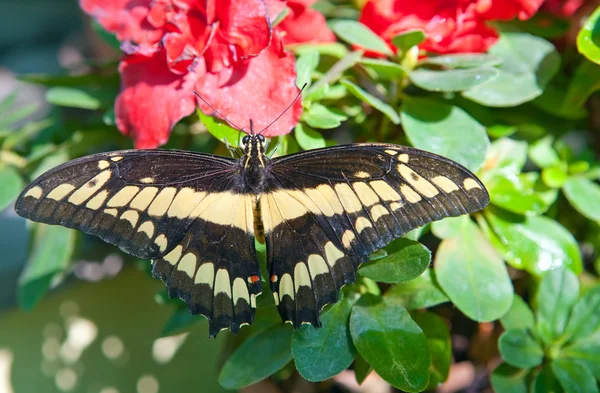 Der Schmetterling auf einer Blume — Stockfoto