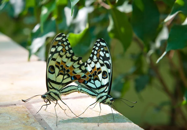 Dva motýli během párování — Stock fotografie
