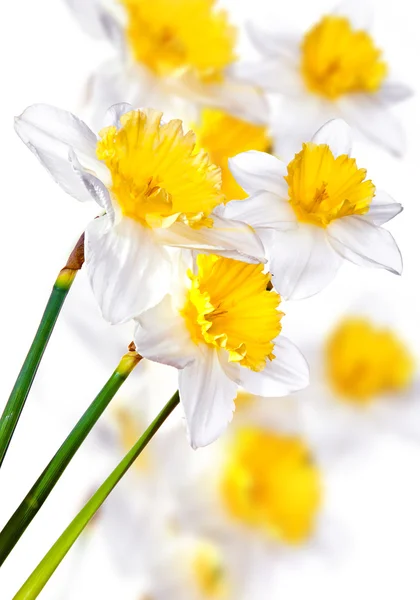 Kytice bílých liliovitých — Stock fotografie