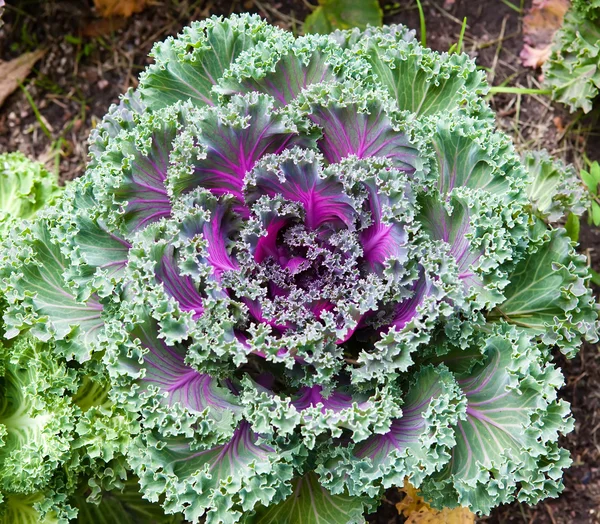 stock image Decorative cabbage