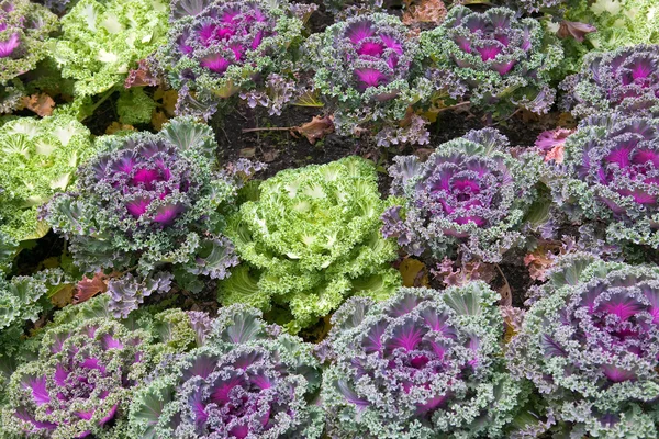Decorative cabbage — Stock Photo, Image