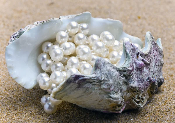 Pearl and shell — Stock Photo, Image