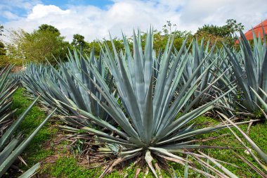 Agave. Mexico. clipart