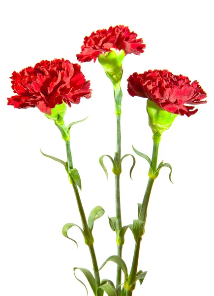 Red carnation on a white background — Stock Photo, Image