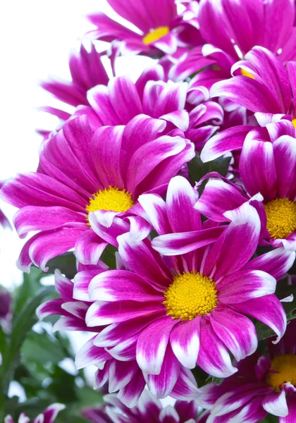 Jasne kwiaty — Zdjęcie stockowe
