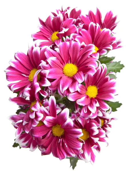 Flower of pink chrysanthemum — Stock Photo, Image
