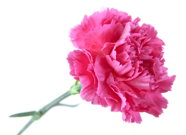 Carnation on a white background — Stock Photo, Image