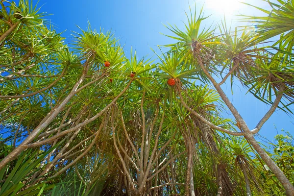 天空背景下的棕榈树 — 图库照片