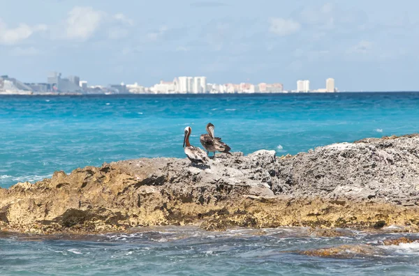 Pelikanen op de rotsachtige Zeekust en een stad in de verte — Stockfoto
