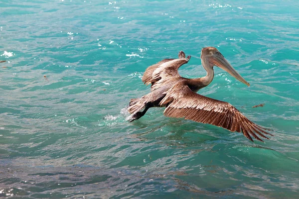 Pelikan ryb w morzu — Zdjęcie stockowe