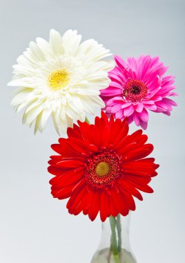 Üç parlak çiçekler. gerbera