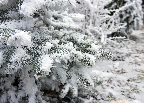 Abete sotto la neve — Foto Stock