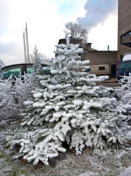 Fir-tree under snow — Stock Photo, Image