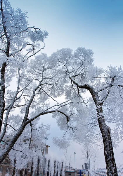 Snow-covered branches of tree on sky background — Stock Photo, Image