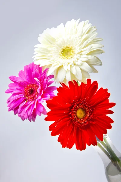 Tři světlé květy. Gerbera — Stock fotografie