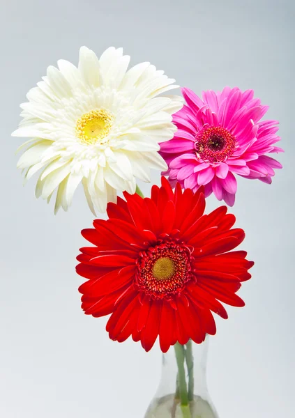 Три ярких цветка. Гербера — стоковое фото