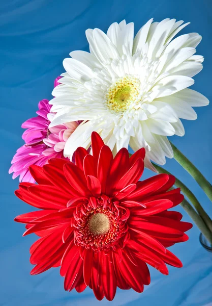 Three bright flowers. Gerbera — Stock Photo, Image