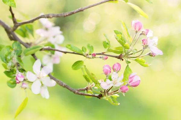 stock image Spring flowers