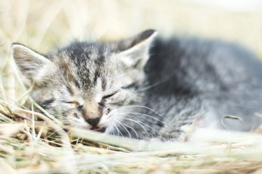 Tatlı küçük kedi