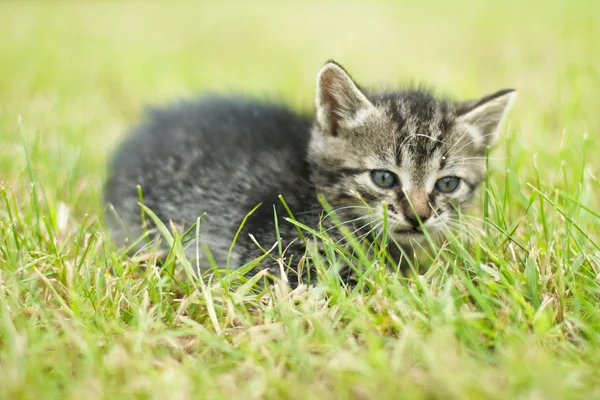 Mignon petit chat posé dans l'herbe — Photo