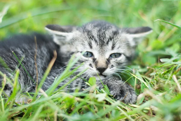 Cute little cat laying in grass — Stock Photo, Image