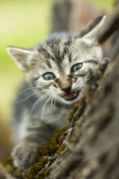 Zlobí malá kočka — Stock fotografie
