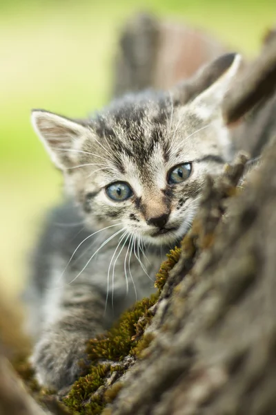 Любопытная маленькая милая кошечка на дереве — стоковое фото