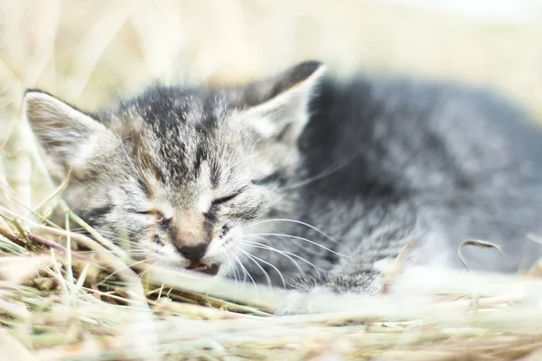Dulce gatito — Foto de Stock