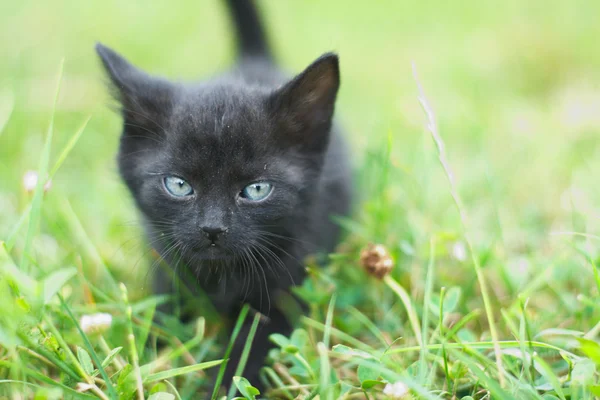 Cute little black cat in grass — Stock Photo, Image