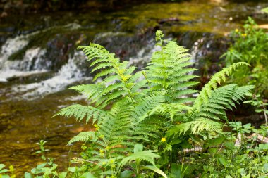 Green fern clipart