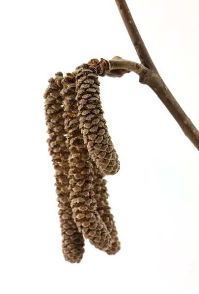 Lila tomurcuklar — Stok fotoğraf