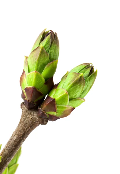 Lilac buds — Stock Photo, Image