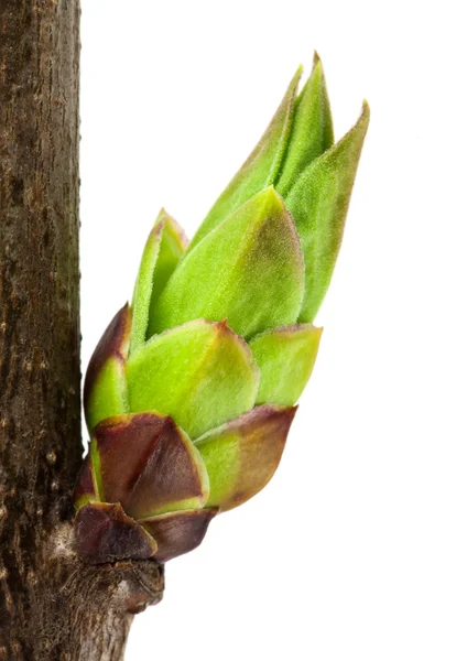Buds de lilás — Fotografia de Stock