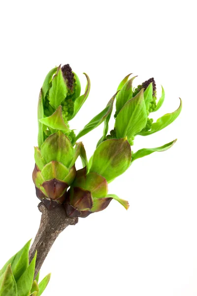 Buds de lilás — Fotografia de Stock