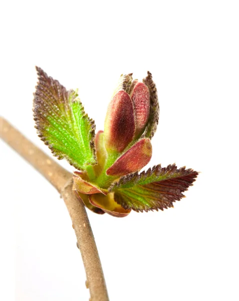 개암 잎 — 스톡 사진