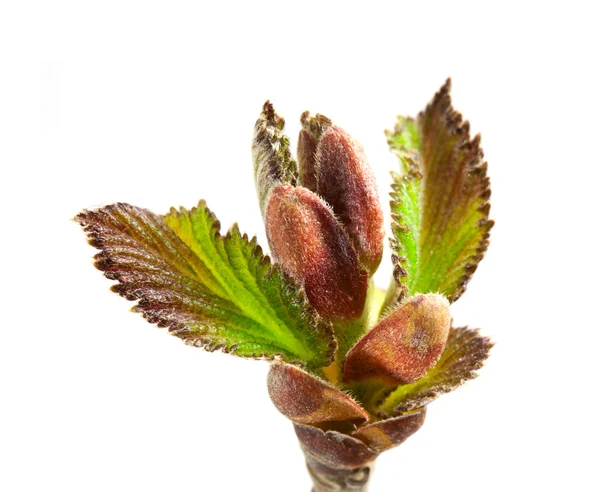 개암 잎 — 스톡 사진
