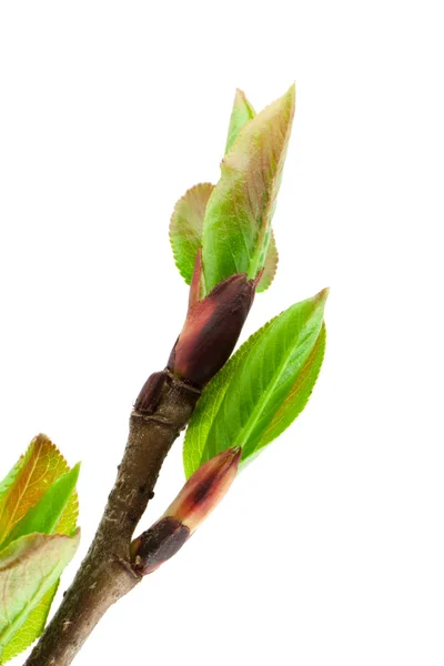 Jarní leafs — Stock fotografie